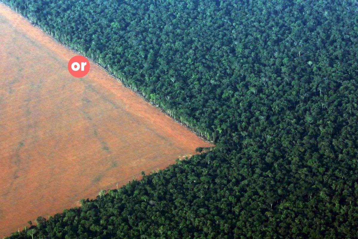 ¿Vender parte del Amazonas? Bolsonaro, así lo pretende